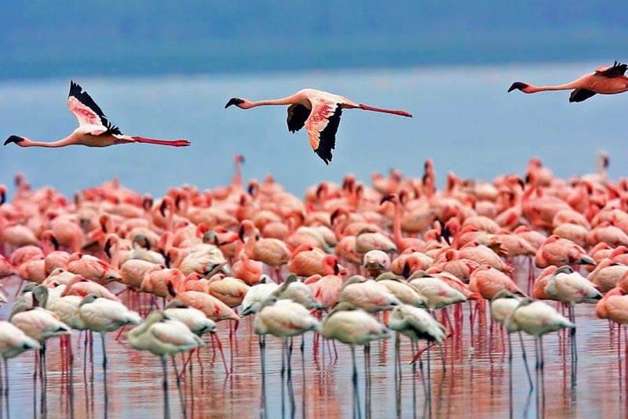 Tour to Pink lake , Shiraz. Iran. Inbound Persia Travel Agency.