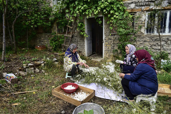 Sericulture and traditional production of silk for weaving in Iran. 